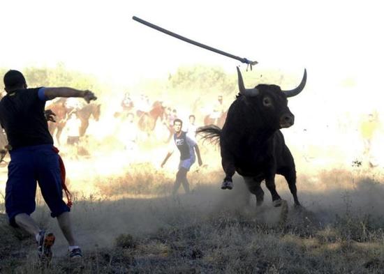 Castilla y León prohíbe la muerte del Toro de la Vega; Tordesillas recurrirá 393?