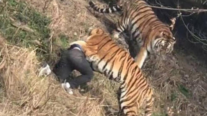 Muere un hombre atacado por un tigre al intentar entrar gratis a un zoo en China | Marca.com